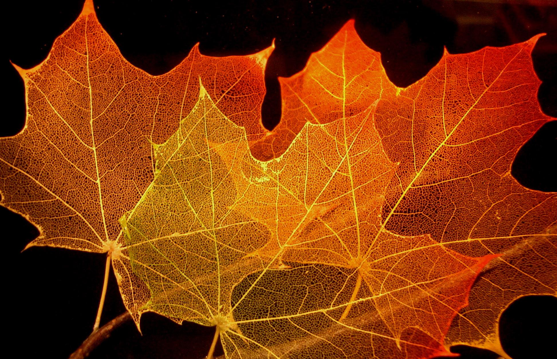Photograph of three maple leaves showing their network of veins. The rest of the leaf has been removed with a semiconductor etch.